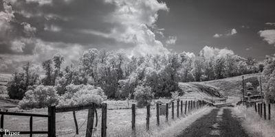 Infrared Photography Gallery