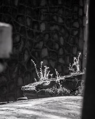 DSC_0205.jpg