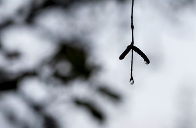 IMG_1112.JPG