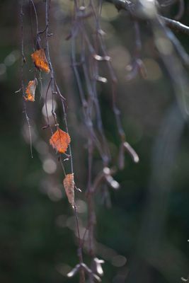 IMG_2692.JPG
