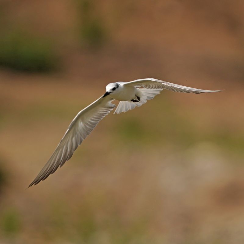 WHISKERED TERN - BYZ08890a.jpg