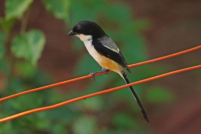 LONG-TAILED SHRIKE - BYZ08681a.jpg