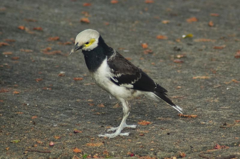 BLACK-COLLARED STARLING - BOY06672a.jpg