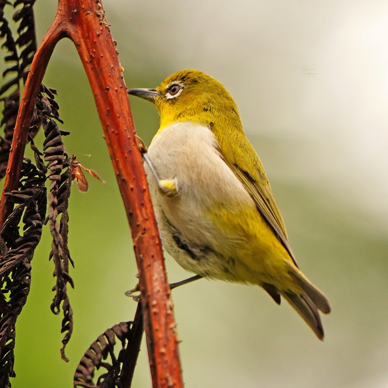 WARBLING WHITE-EYE - BYZ01217a.jpg