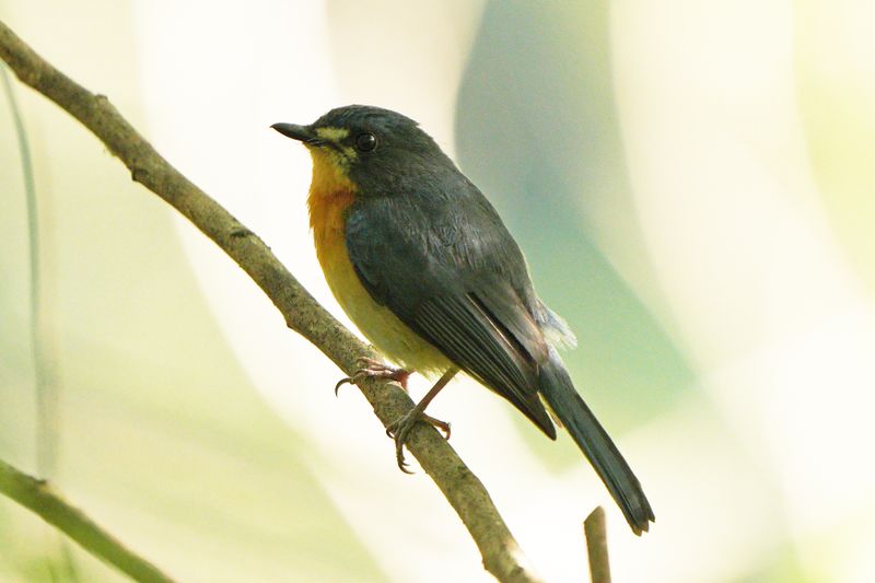 MANGROVE BLUE FLYCATCHER - BYZ02810a.jpg