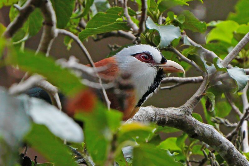 SCALE-FEATHERED MALKOHA - BYZ06231x.JPG