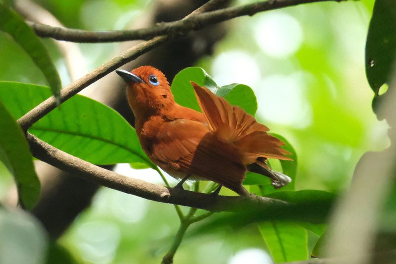 RUFOUS PARADISE FLYCATCHER - DSCF2118a.jpg