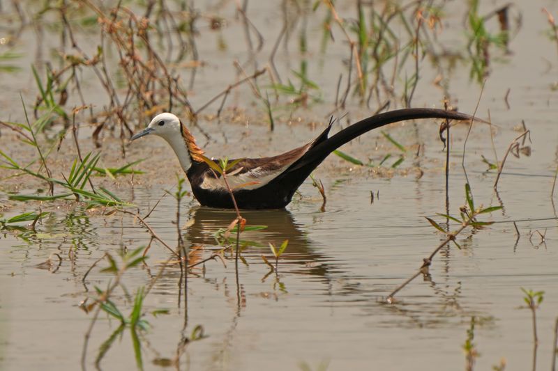 PHEASANT-TAILED JACANA - BYZ09980X.jpg