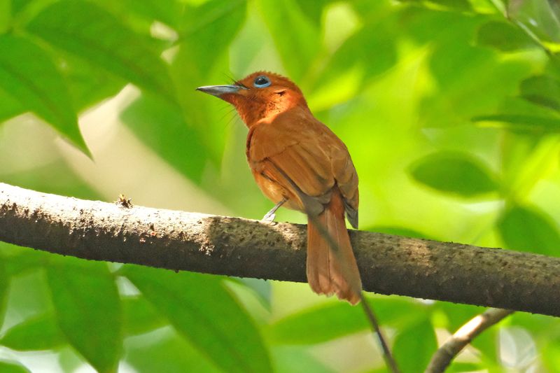 RUFOUS PARADISE FLYCATCHER - DSCF1740a.jpg