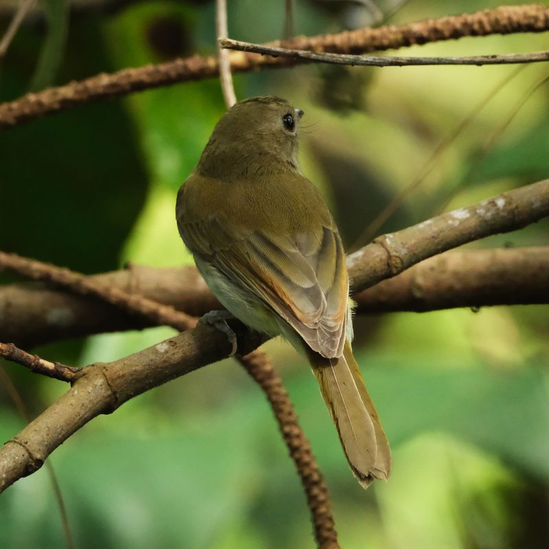 GREEN-BACKED WHISTLER - DSCF3143a.jpg