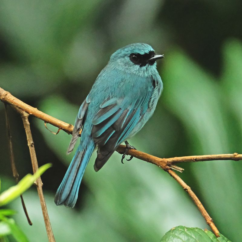 TURQUOISE FLYCATCHER - DSCF3008a.jpg