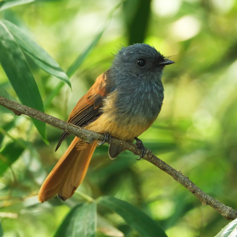 BLUE-HEADED FANTAIL - DSCF2905x.jpg