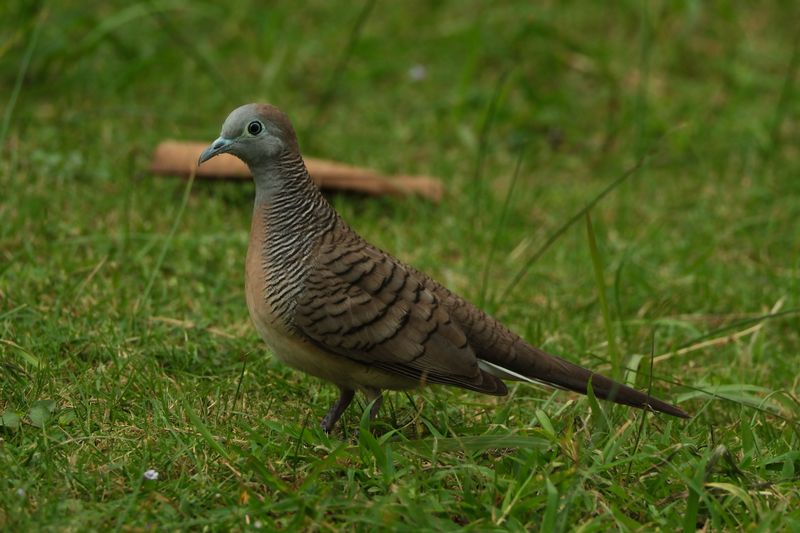 ZEBRA DOVE - DSCF4135a.jpg
