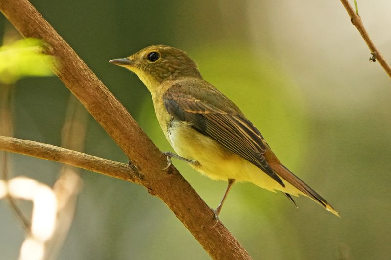 NARCISSUS FLYCATCHER - BYZ03427a.jpg