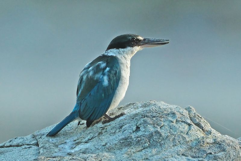 COLLARED KINGFISHER - DSCF4162x.jpg