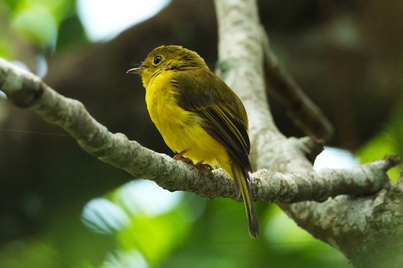 CITRINE CANARY-FLYCATCHER - DSCF2460a.jpg