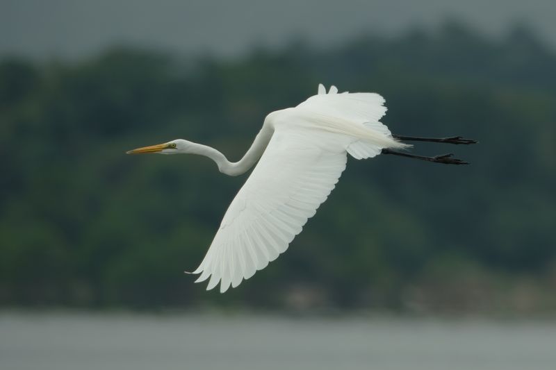GREAT EGRET - DSCF6146x.jpg