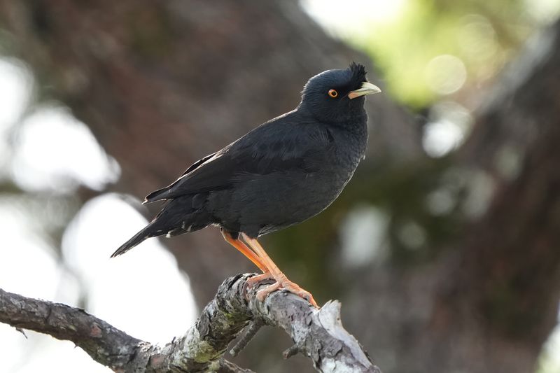 CRESTED MYNA - BYZ09828x.jpg