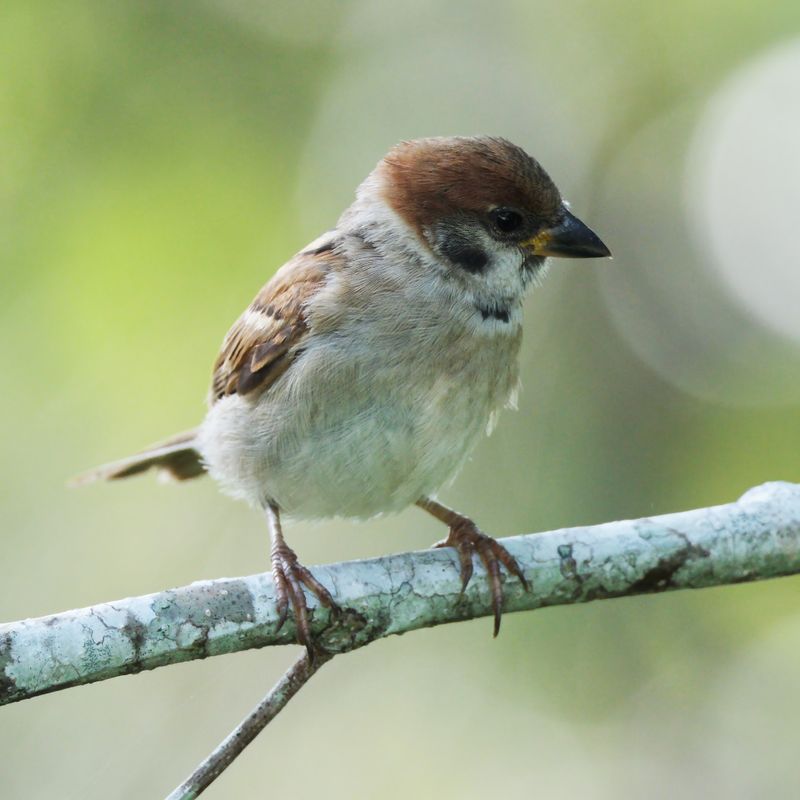 EURASIAN TREE SPARROW - DSCF7500x.jpg