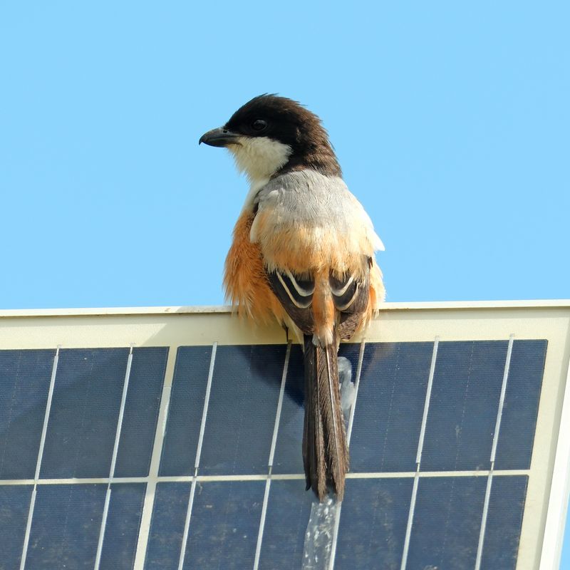 LONG-TAILED SHRIKE - DSCF7960a.jpeg