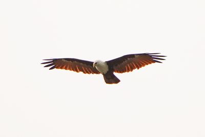 BYZ08165a.jpg