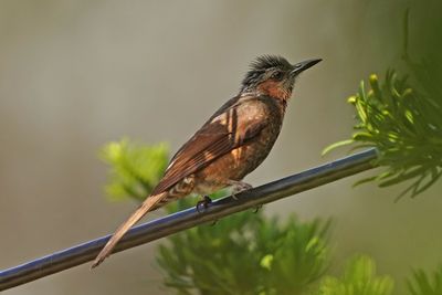 BYZ07050a.jpg