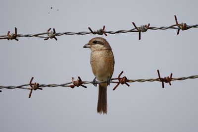 BYZ06271a.jpg