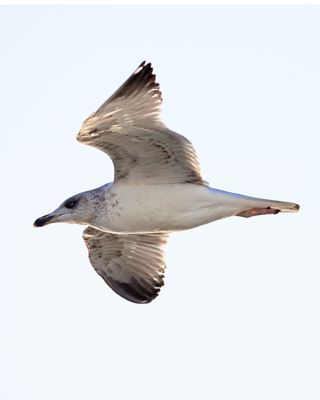 BYZ07429a.jpg