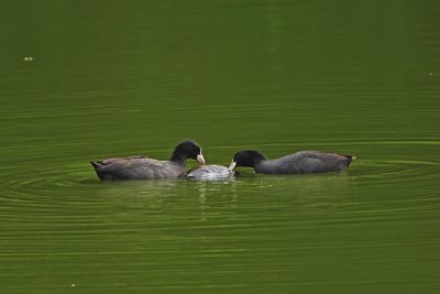 BYZ06398a.jpg