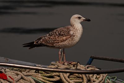 BYZ08008a.jpg