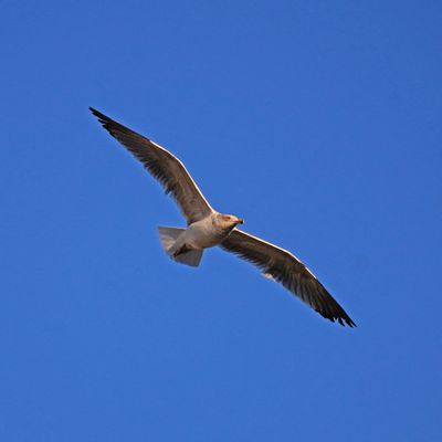 BYZ07305a.jpg