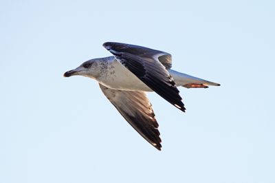 BYZ07426a.jpg