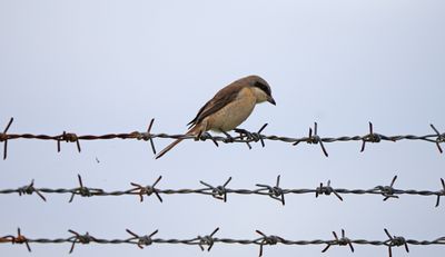 BYZ06129a.jpg