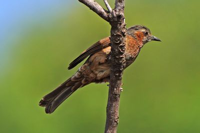 BYZ07045a.jpg