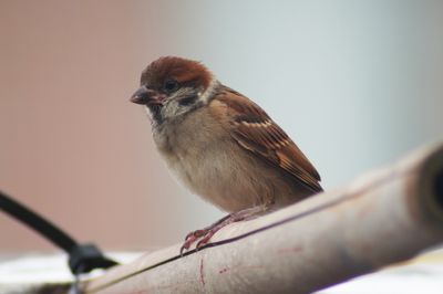 BOY06151a.jpg