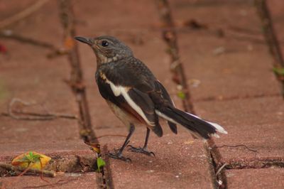 ORIENTAL MAGPIE-ROBIN - BOY06491a.jpg