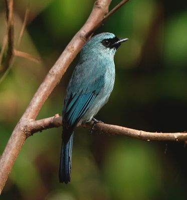 TURQUOISE FLYCATCHER - BYZ00090a.jpg