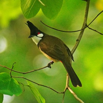 RED-WHISKERED BULBUL - BOY06274a.jpg
