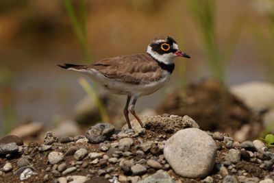 LITTLE RINGED PLOVER - BYZ08883a.jpg