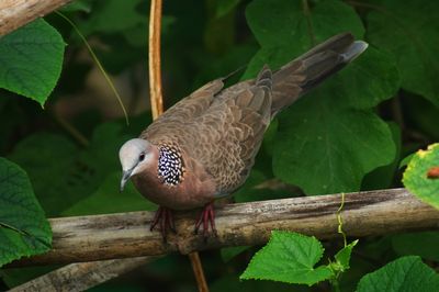 SPOTTED DOVE - BOY06165a.jpg