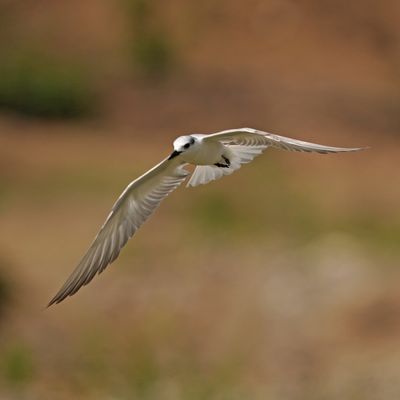WHISKERED TERN - BYZ08890a.jpg