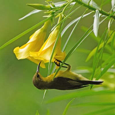 OLIVE-BACKED SUNBIRD - BYZ09068a.jpg