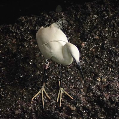 LITTLE EGRET - BOY06110a.jpg