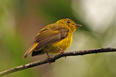 CITRINE CANARY FLYCATCHER - BYZ09439a.jpg