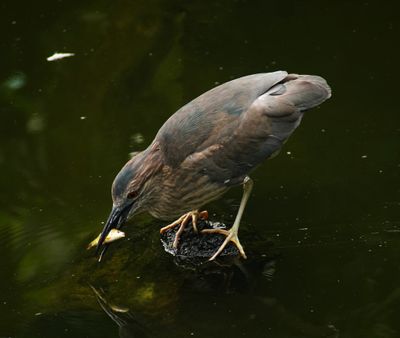 BLACK-CROWNED NIGHT-HERON - BOY06246a.jpg