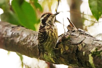 PHILIPPINE PYGMY WOODPECKER - BYZ09493a.jpg