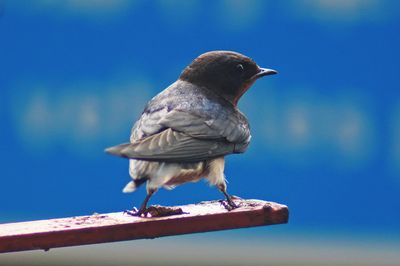 BARN SWALLOW - BOY06366a.jpg