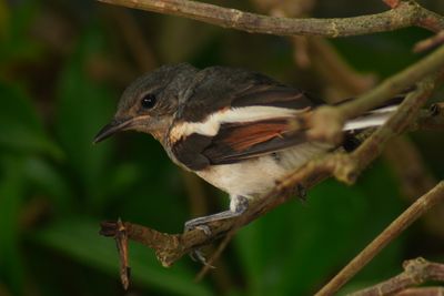 ORIENTAL MAGPIE-ROBIN - BOY06504a.jpg