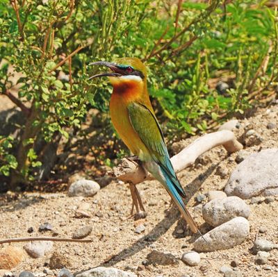 BLUE-TAILED BEE-EATER - BYZ08850a.jpg
