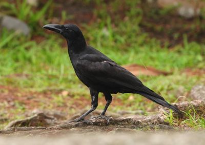 LARGE-BILLED CROW - BYZ08773a.jpg